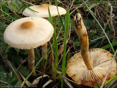 Lepiota oreadiformis