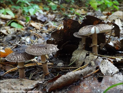 Lepiota pseudolilacea