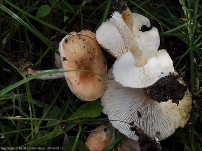 Lepiota subincarnata