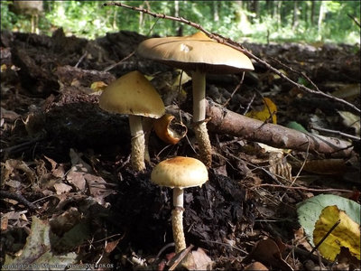 Leratiomyces magnivelaris