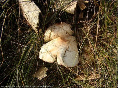 Leucoagaricus americanus