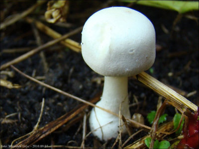 Leucoagaricus leucothites