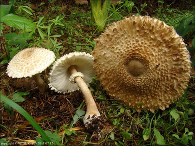 Leucoagaricus nympharum