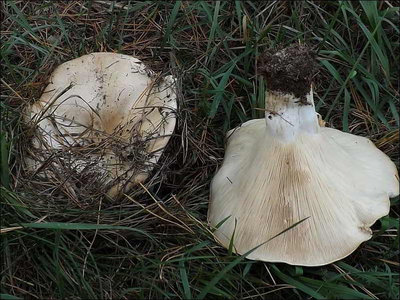 Leucopaxillus candidus