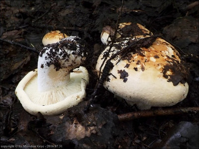 Leucopaxillus compactus