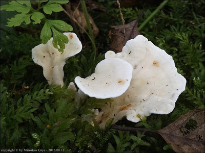 Loweomyces fractipes