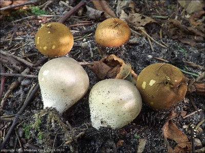 Lycoperdon molle