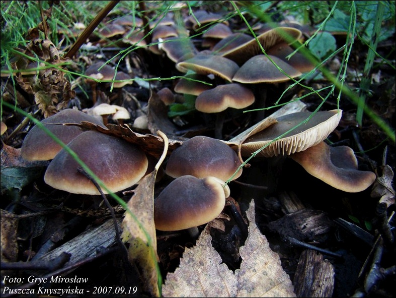 mięsichówka ogórkowonna - zdjęcie główne
