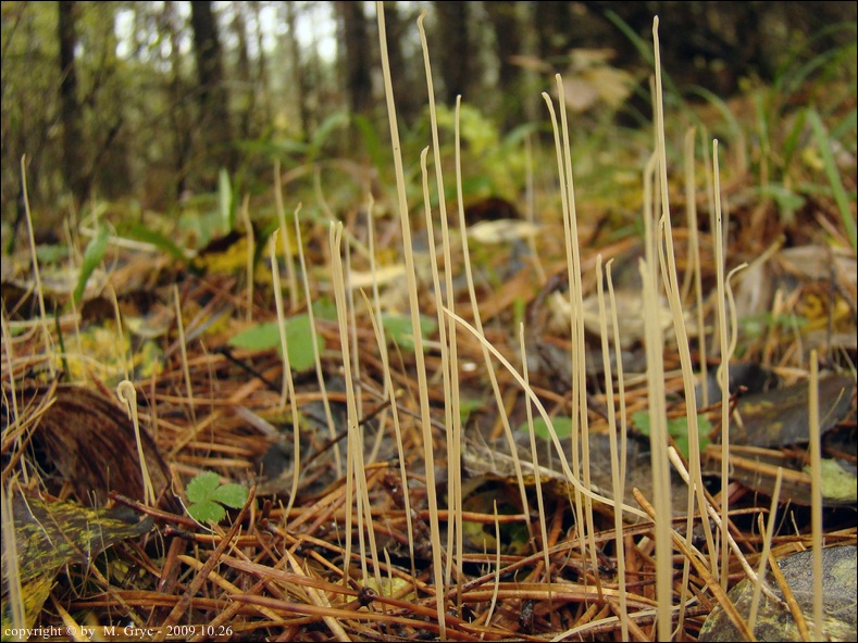 buławka sitowata - zdjęcie główne