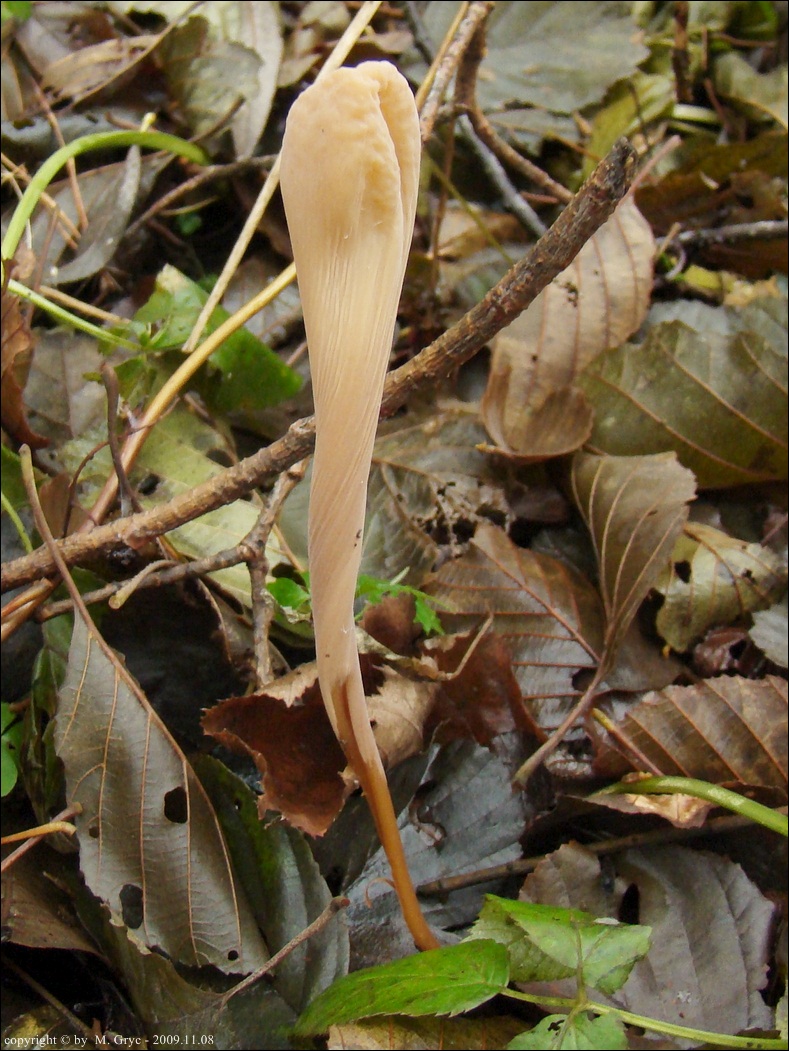 buławka rurkowata - zdjęcie główne