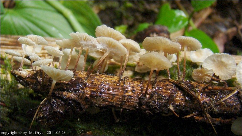 twardziaczek gałązkowy - zdjęcie główne