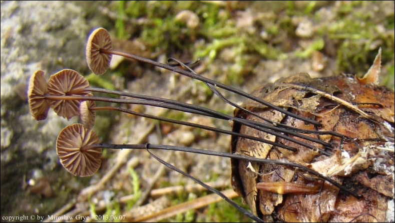 szczetkostopek szpilkowy - zdjęcie główne