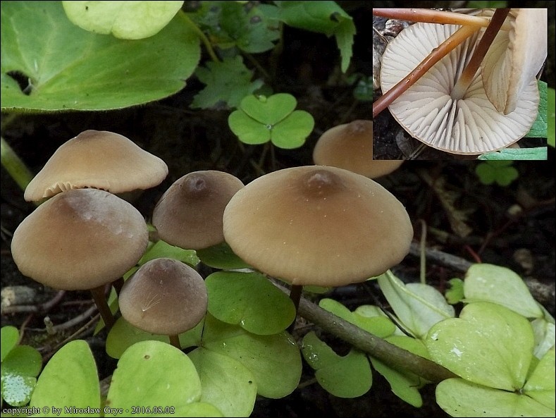 twardzioszek ciemnotrzonowy - zdjęcie główne