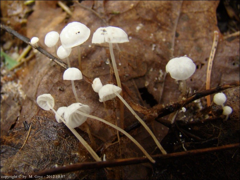 twardzioszek liściolubny - zdjęcie główne