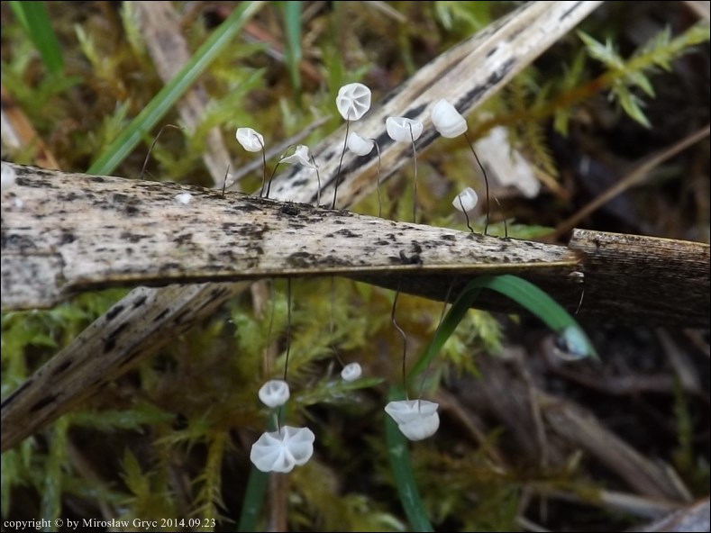 twardzioszek trzcinowy - zdjęcie główne