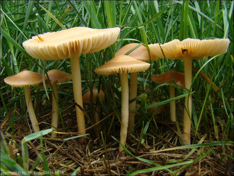 twardzioszek przydrożny - zdjęcie główne