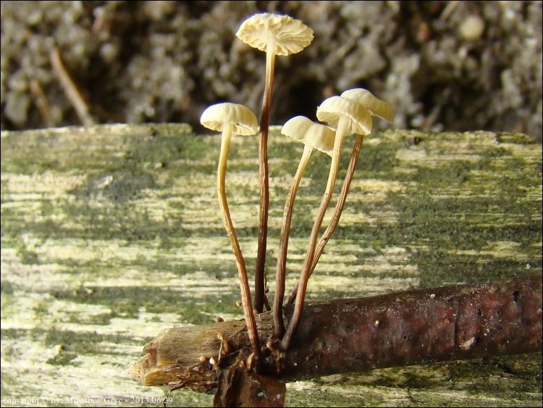 twardzioszek obrożowy - zdjęcie główne