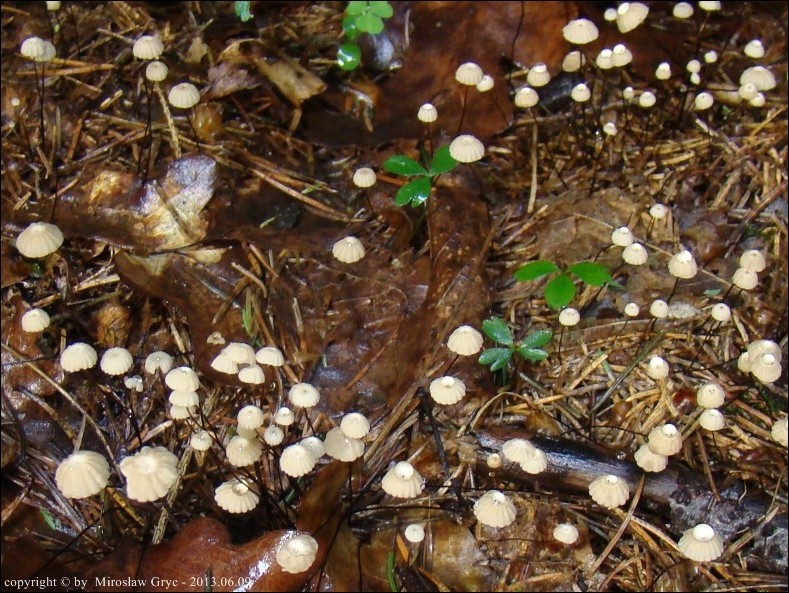 twardzioszek igłowy - zdjęcie główne