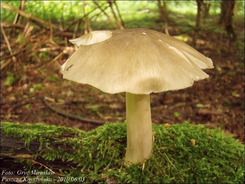 pieniążnica szerokoblaszkowa - zdjęcie główne