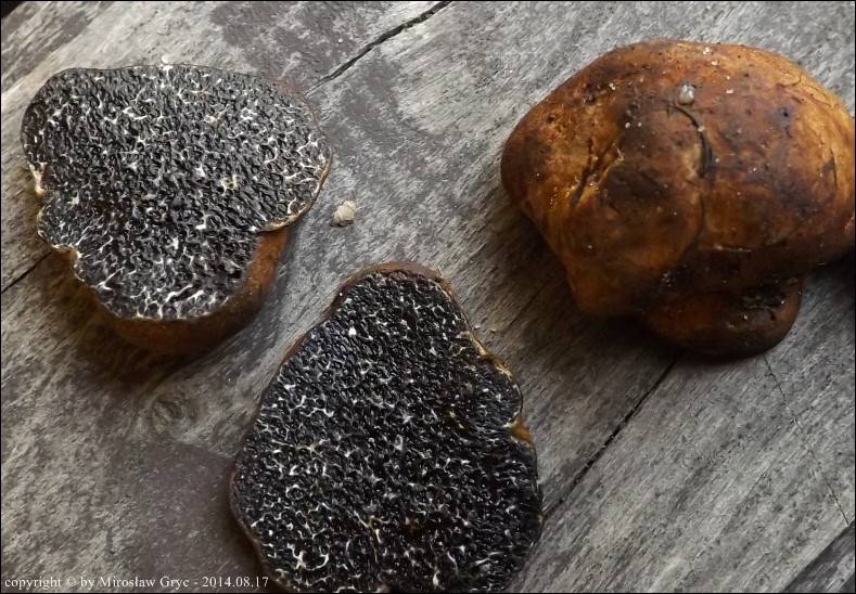 czarnobrzuszek drobnozarodnikowy - zdjęcie główne