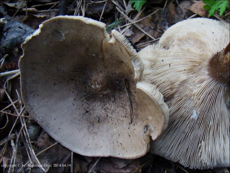 ciemnobiałka krótkotrzonowa - zdjęcie główne