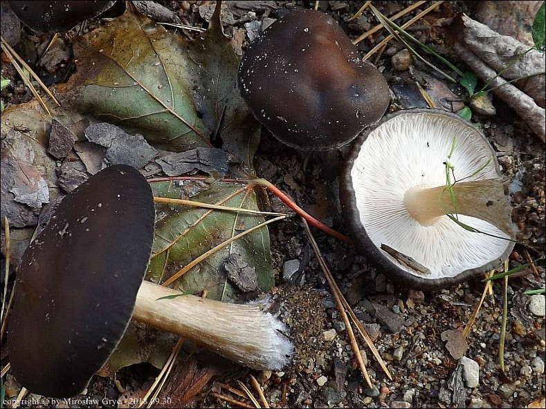 ciemnobiałka ciemna - zdjęcie główne