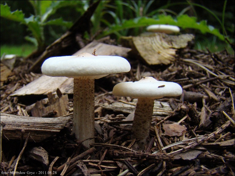 ciemnobiałka brodawkowanotrzonowa - zdjęcie główne