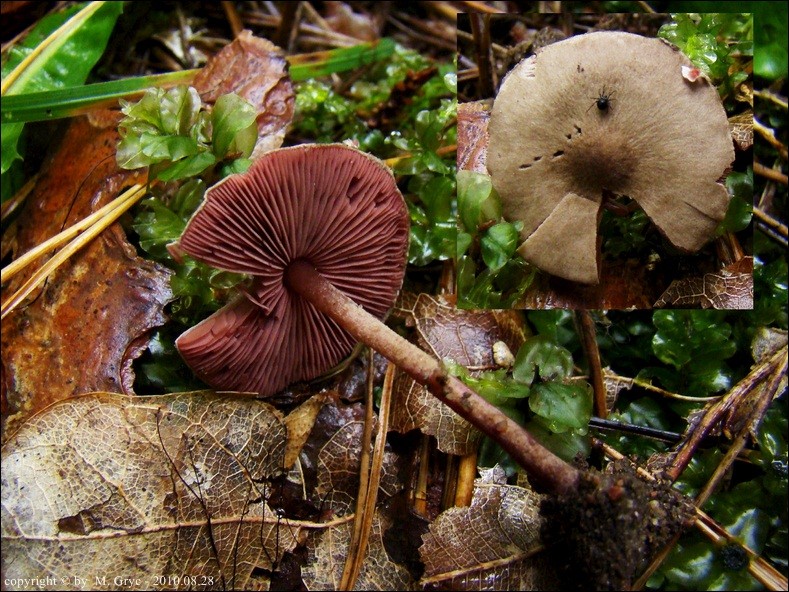 ciemnoblaszek krwistozarodnikowy - zdjęcie główne