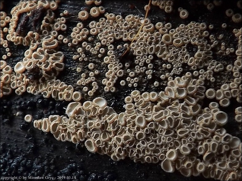 osiękla nierówna - zdjęcie główne