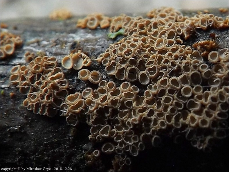osiękla kępkowa - zdjęcie główne