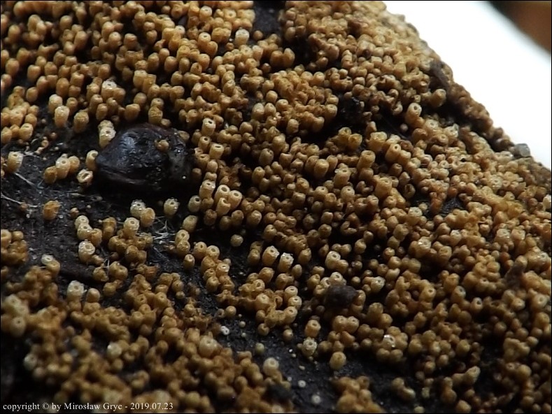 osiękla ochrowa - zdjęcie główne