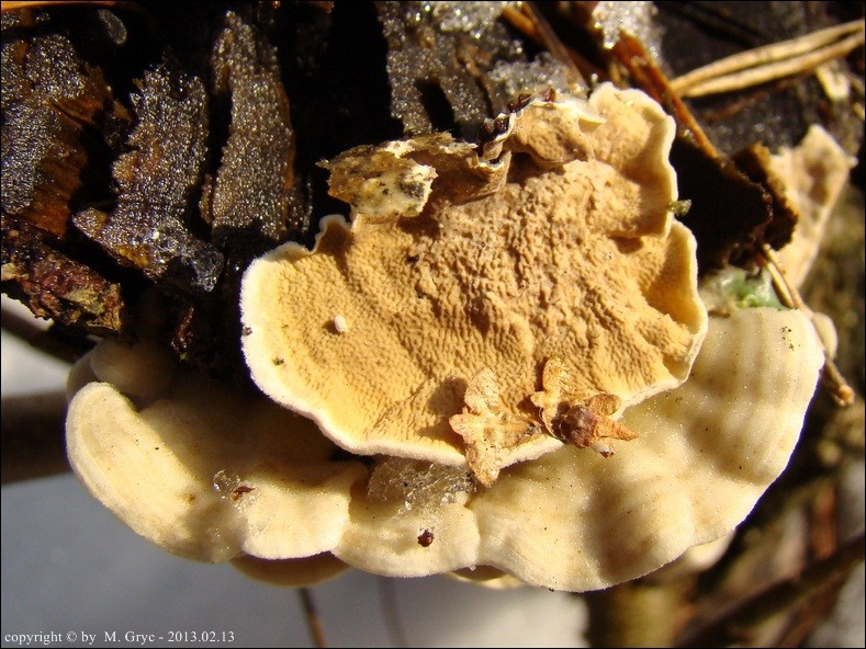 włókniczek skórkowaty - zdjęcie główne