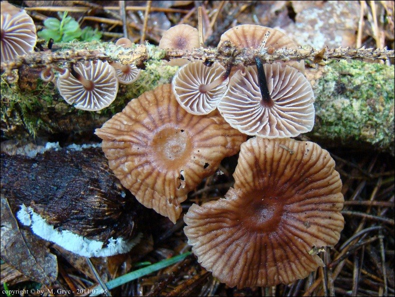 pępownik niemiły - zdjęcie główne