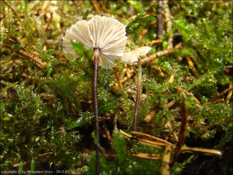 pępownik przenikający - zdjęcie główne