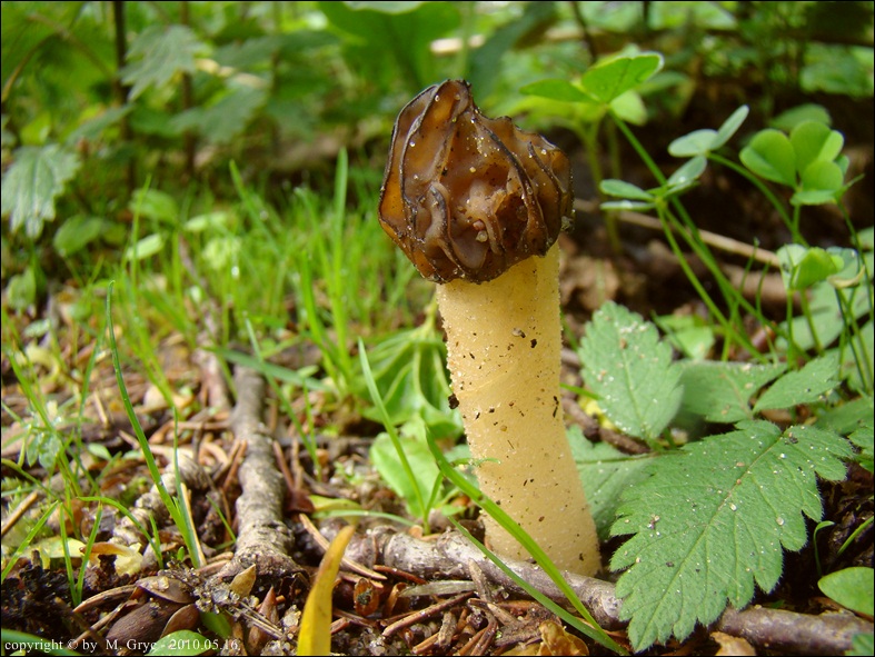 mitrówka półwolna - zdjęcie główne