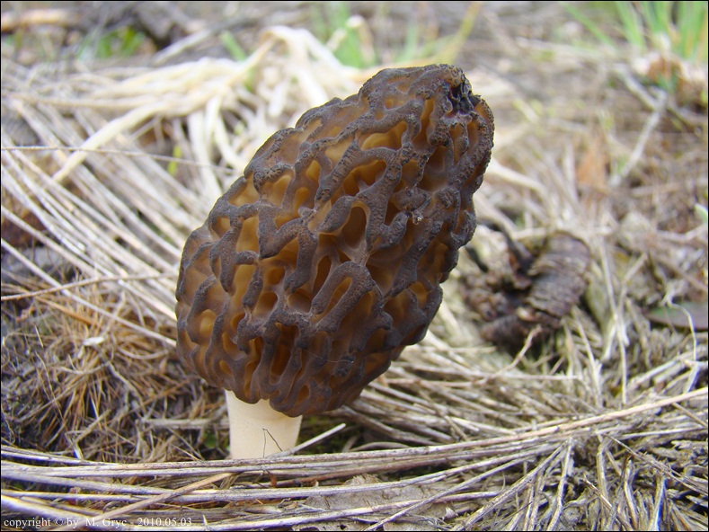 smardz stożkowaty - zdjęcie główne