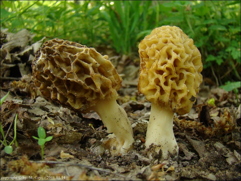 smardz jadalny - zdjęcie główne