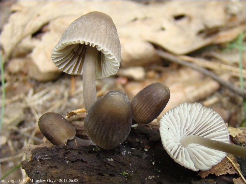 grzybówka wczesna - zdjęcie główne