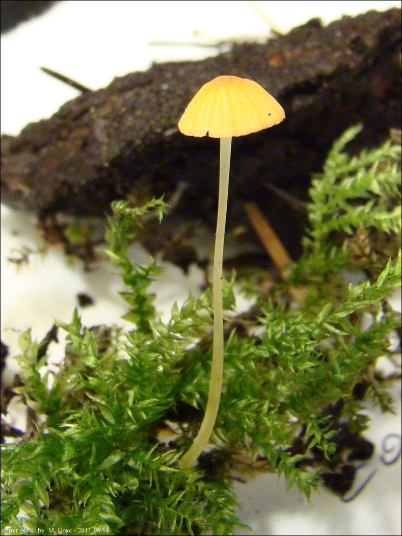 grzybówka szpilkowa - zdjęcie główne