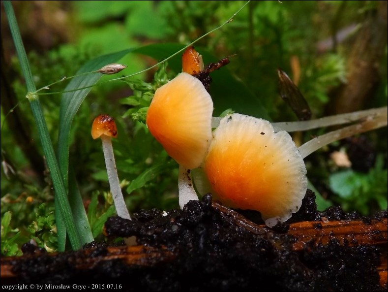 grzybówka pomarańczowoczerwona - zdjęcie główne