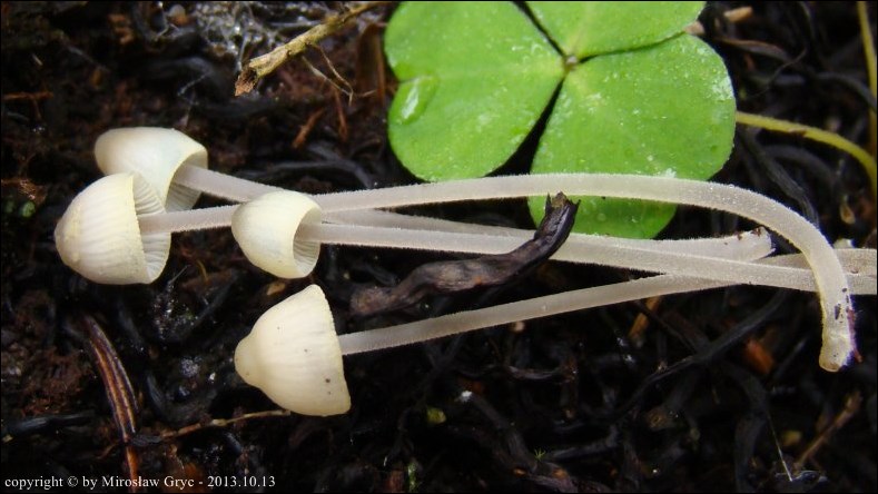 grzybówka modrooliwkowa - zdjęcie główne