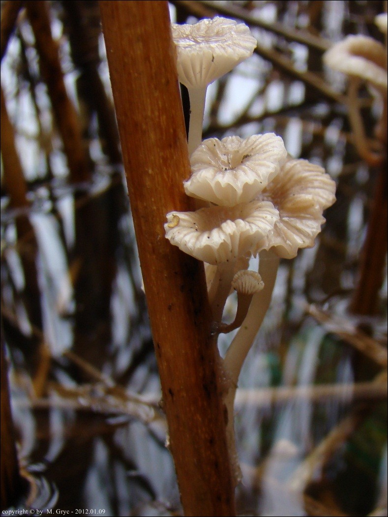 grzybówka trzcinowa - zdjęcie główne
