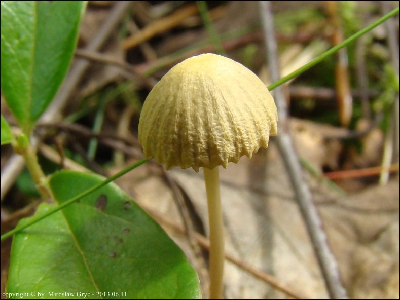 grzybówka cytrynowoostrzowa - zdjęcie główne
