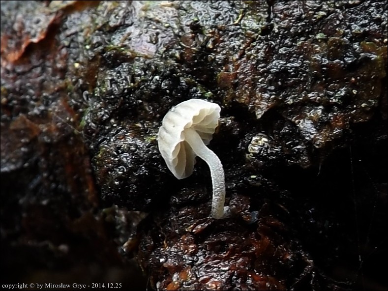grzybówka niebieskawa - zdjęcie główne