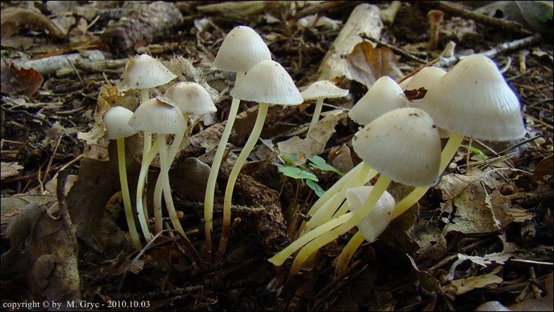 grzybówka skrzydlasta - zdjęcie główne