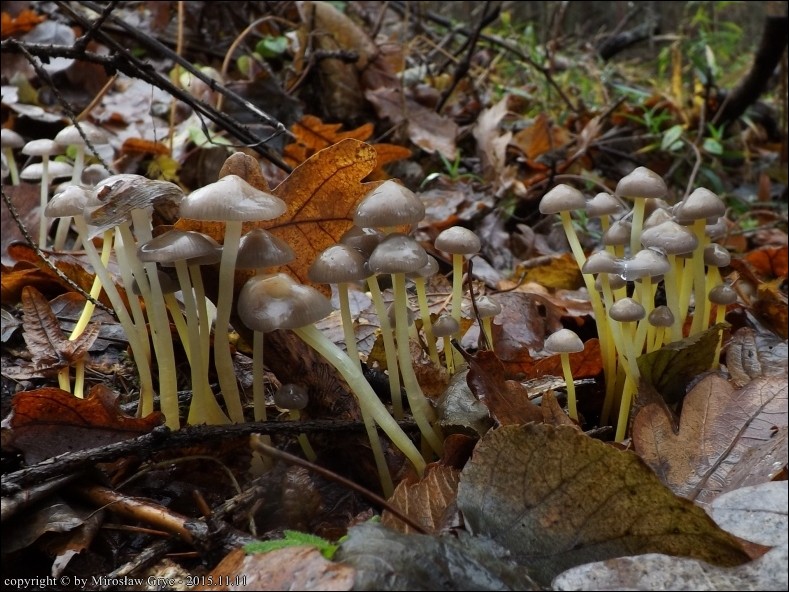 grzybówka lepka - zdjęcie główne