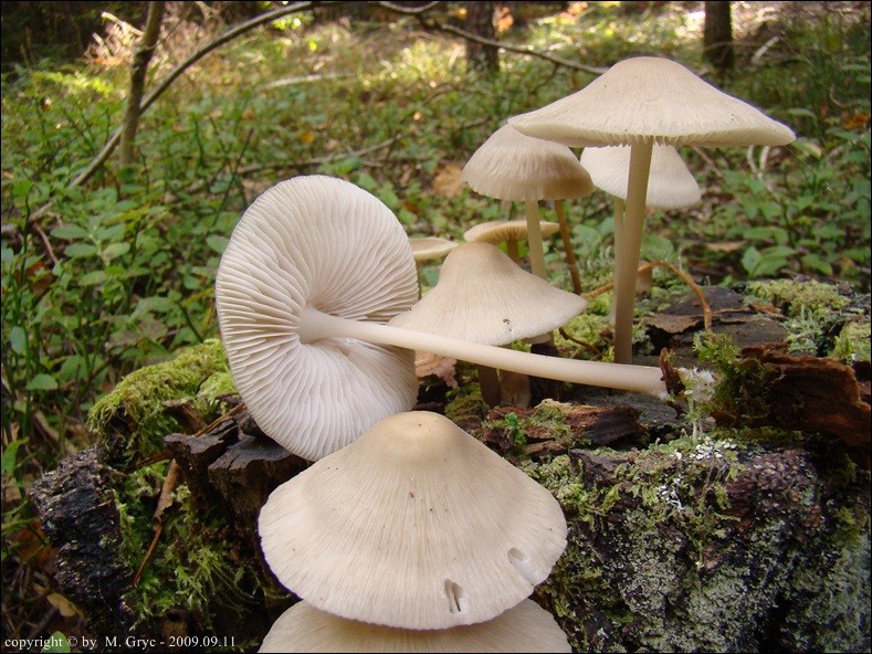 grzybówka hełmiasta - zdjęcie główne