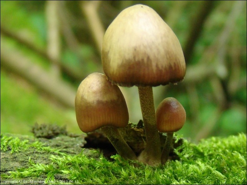 grzybówka krwista - zdjęcie główne