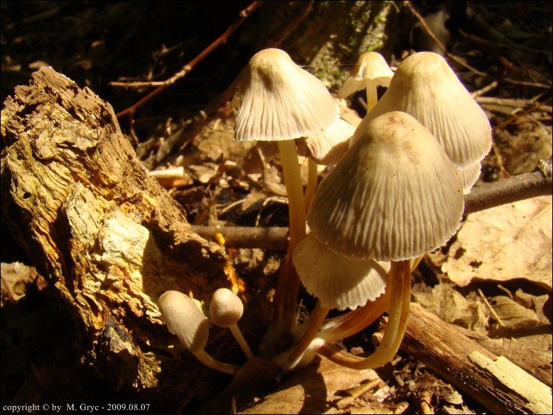 grzybówka zgięta - zdjęcie główne