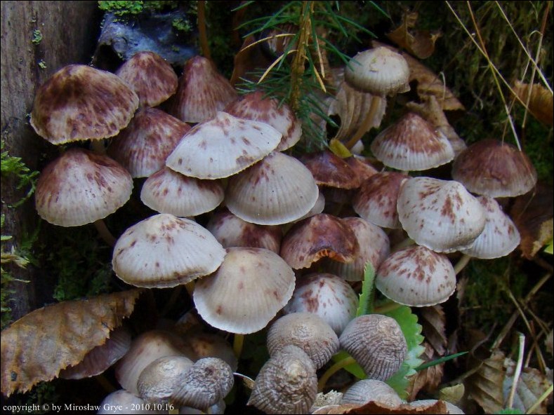 grzybówka plamista - zdjęcie główne